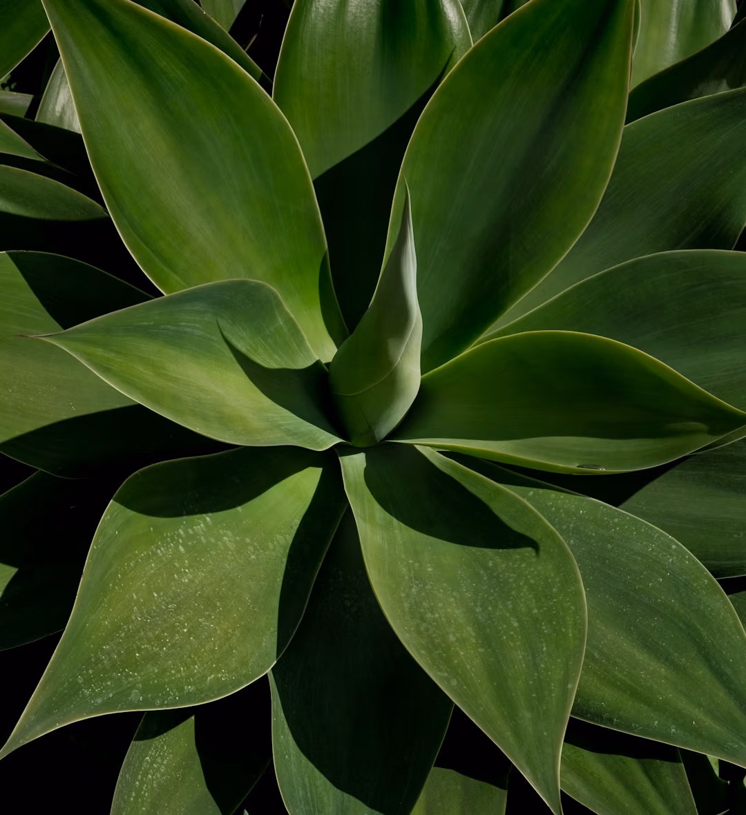 Close up of green aloe vera plant - natural extract ingredient